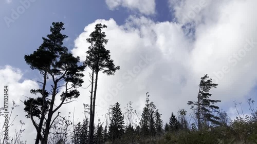 Storm Wind Once Tall Trees.