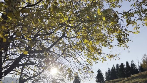 Strong Morning Wind In The Carpathian Forest