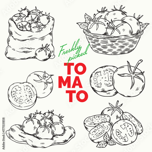 Set of isolated hand drawn freshly picked tomatoes outline drawing