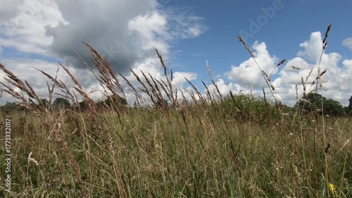 Summer Landscape Of A Sunny Field