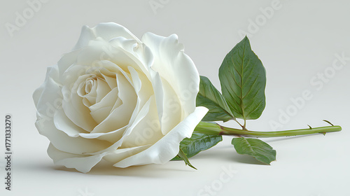 Delicate white rose bloom showcasing purity and natural beauty