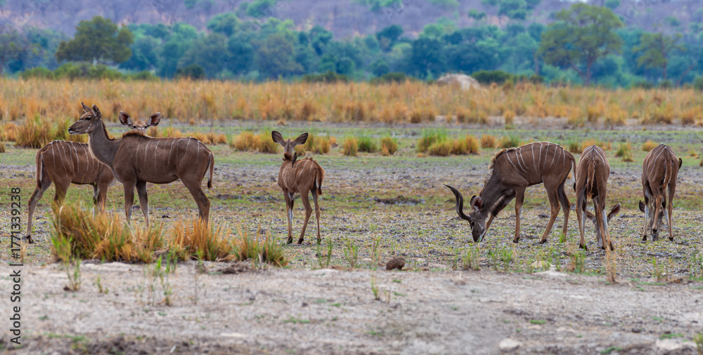 Naklejka premium Group of male and female Kudu, Strepsiceros, on the banks of the Okavango River, Namibia
