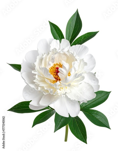 A single white peony flower with a yellow center and lush green leaves on a stem