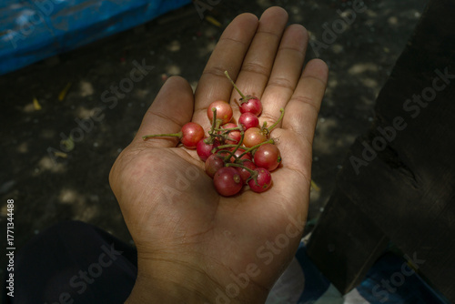 Fresh Muntingia Calabura Fruits in Hand – Organic Local Fruit and Natural Harvest Concept