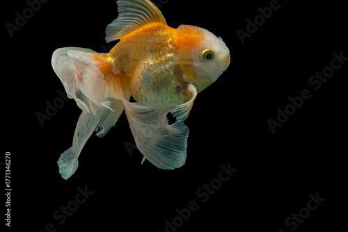 Elegant Goldfish Swimming in Dark Background – Fine Art Aquarium Photography