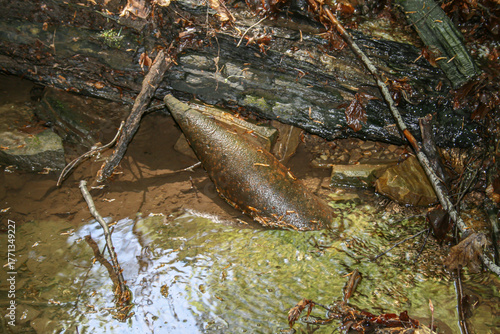 Foto Unexploded ordnance (UXO) lying partially submerged in a muddy stream, highlight