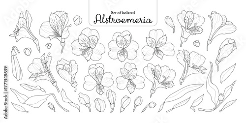 Set of Alstroemeria flower, lily of the Incas, black outline and white plain, isolated on transparent background, hand-drawn illustration.