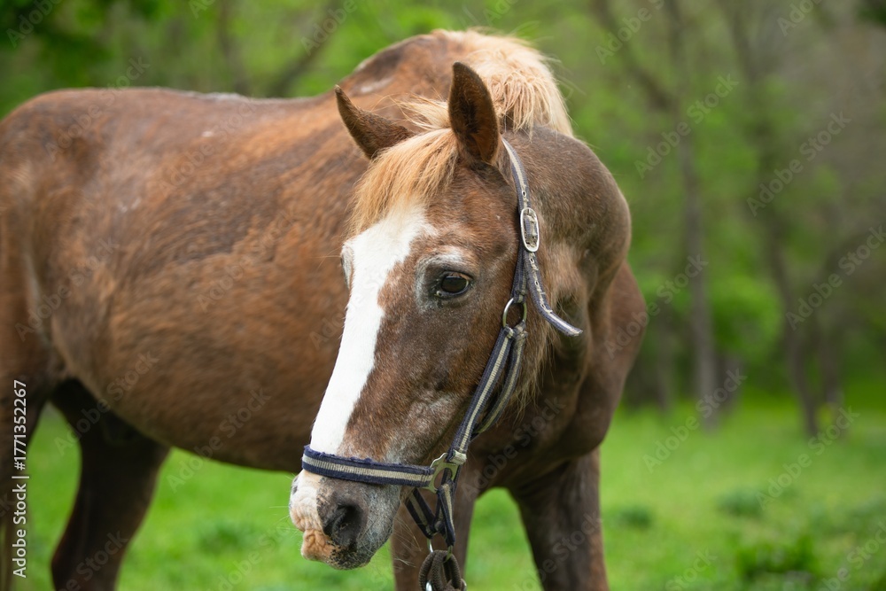 Obraz premium brown horses grazing and walking on green grass.