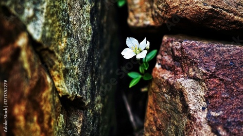 Resilience and beauty: A single white flower blooming amidst rugged rocks showcasing nature's