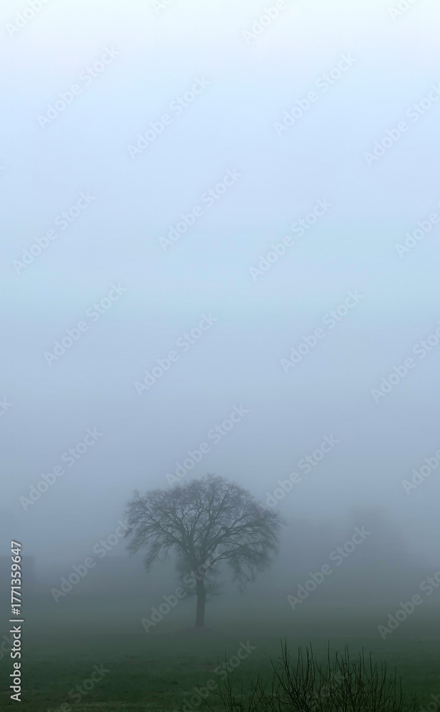Obraz premium In a foggy landscape, a solitary tree emerges, evoking tranquility and a hint of mystery in the natural world