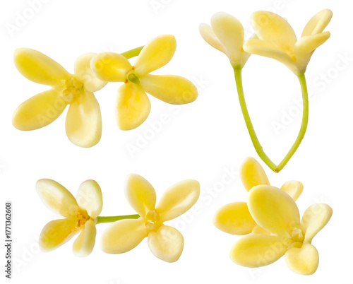 crisp photograph capturing four individual blooming stems of fragrant golden yellow sweet osmanthus flowers, isolated on black.