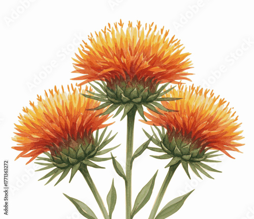A Thistle-like Flower Safflower isolated watercolor vector illustration svg