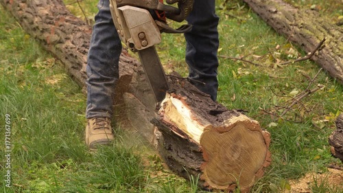 Close-up of a worker cutting a thick tree trunk with a chainsaw. Sawdust flying around during logging process in the forest, 50fps, 4K.