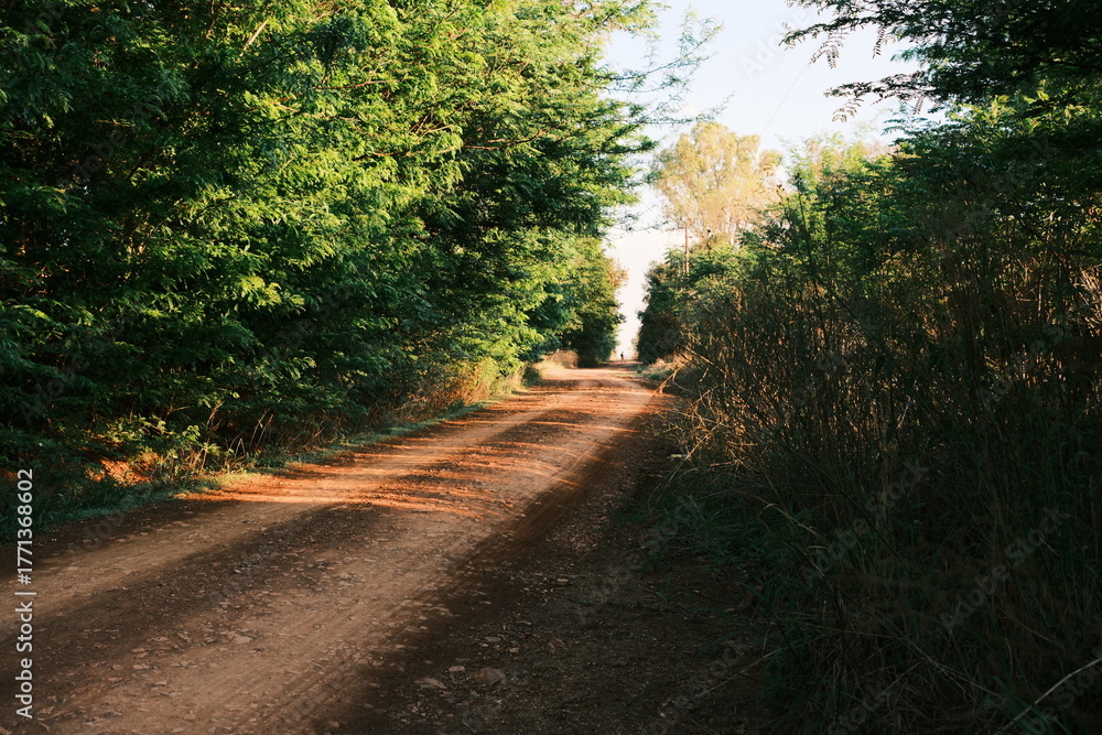 Fototapeta premium Dirt Road Through Green Forest with Morning Light