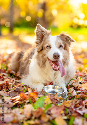 Hungry Border Collie puppy lying with empty bowl on fallen leaf at autumn park and waiting for feeding