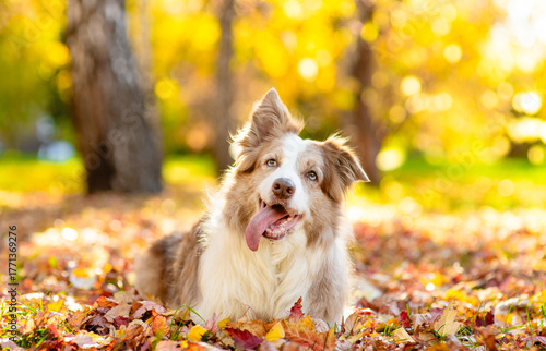 Happy Australian shepherd dog lying on fallen autumn leaves at sunny park