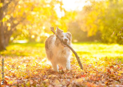 Playful Australian Shepherd dog running with a stick in its mouth at sunny autumn park