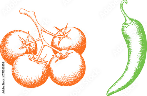 Orange tomatoes and green chili pepper illustration vector