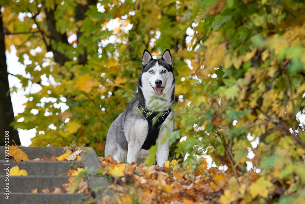 Naklejka premium Siberian Husky sitting on the road in an autumn park