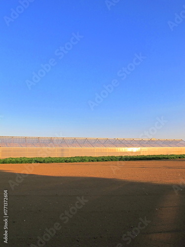 早春の西日の当たる野菜畑の温室風景