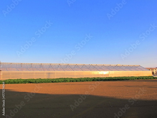 早春の西日の当たる野菜畑の温室風景