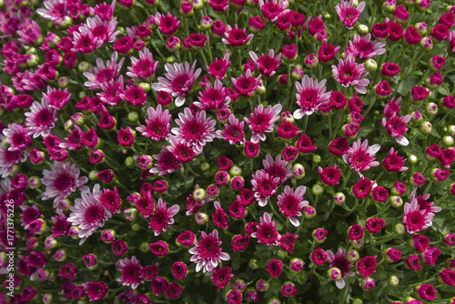 Wallpaper Mural Close-up of purple chrysanthemum flowers Torontodigital.ca