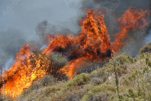 Wallpaper Mural Close-up view of wildfire flames, highlighting the intense heat, motion, and texture of fire. Ideal for themes of nature’s power, danger, and environmental impact. Torontodigital.ca