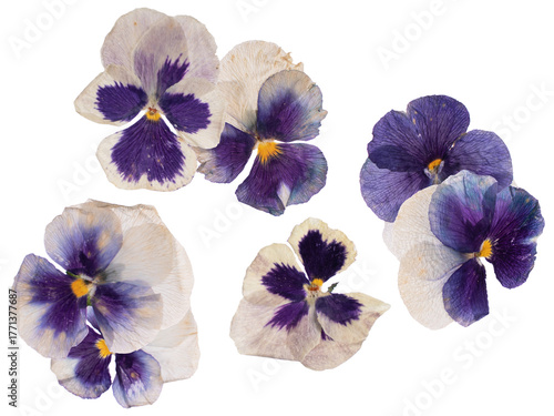 photograph of five delicate pressed pansy flowers featuring striking purple and cream coloration, flattened and dried, isolated meticulously on a pure transparent background.