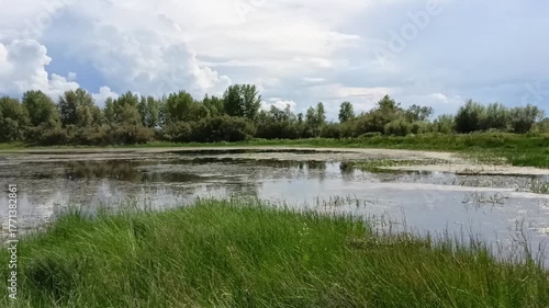 Grass on one bank and dense forest on the other bank of a small beautiful swamp on a sunny summer day. Matveevskaya channel, Siberia, Russia.