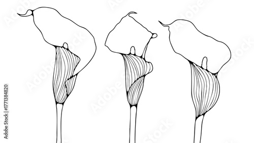 Calla lily flower outline or sketch isolated on white background