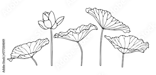 Hand drawn flowers and leaves of water lily or lotus outline isolated on white background