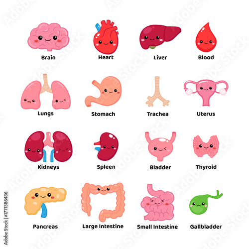 Cute Cartoon Human Organs Collection clipart for kids education