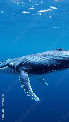 A large, striped whale swims gracefully underwater in a deep blue ocean