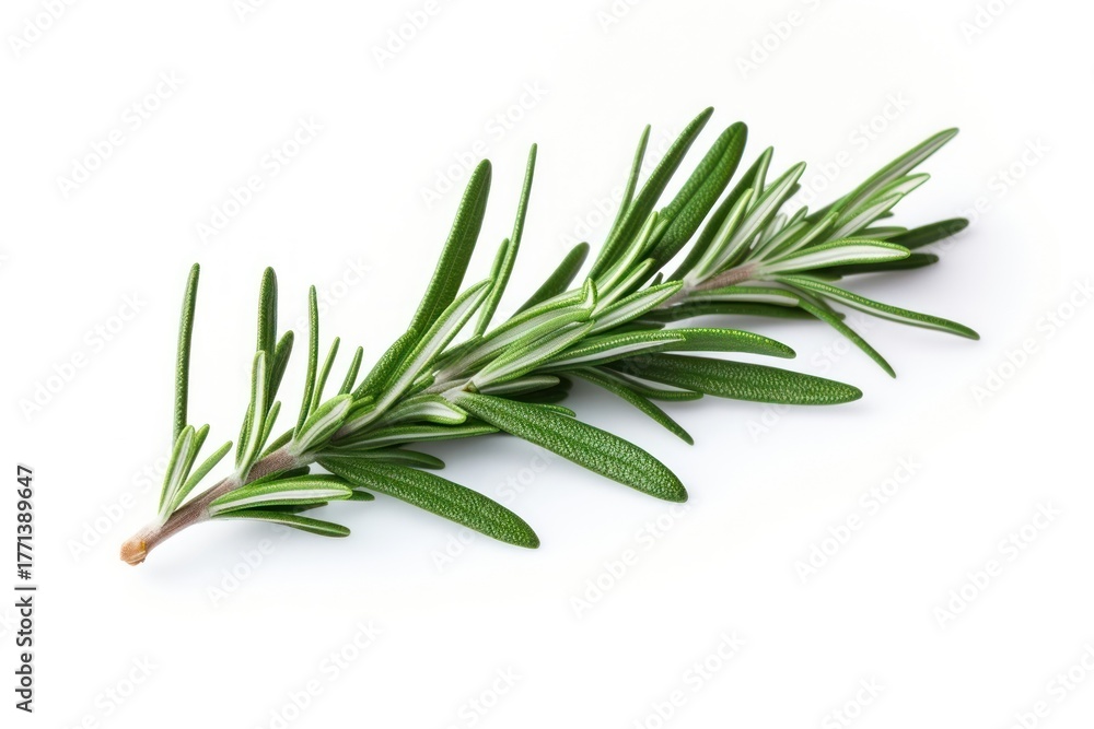 Fototapeta premium Rosemary plant herbs leaf.