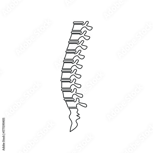 Spine Illustration