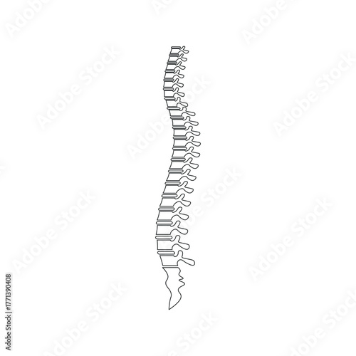 Spine Illustration