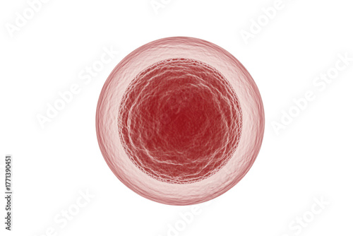 A magnified spherical biological cell, possibly an ovum or generic eukaryotic cell, with a textured red nucleus and a translucent outer membrane. background removed