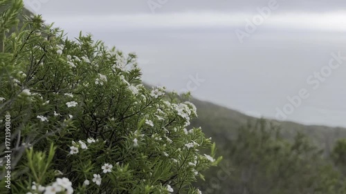 Erika mammosa bush at Table Mountain