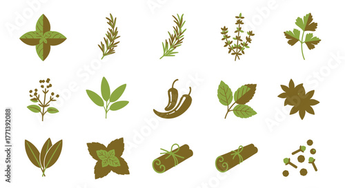 Culinary herbs and spices botanical flat vector illustration set