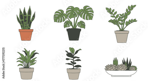 Variety of potted house plants illustration on white background