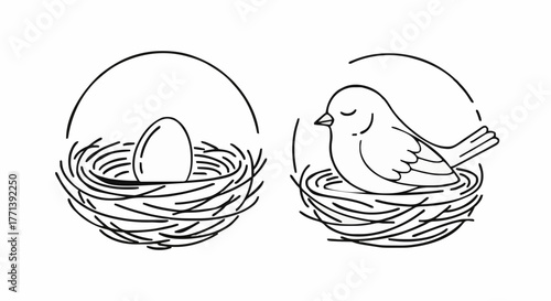 Vector illustration of bird nests, one with a single egg and another with a nesting bird, symbolizing new life, growth, and the tender cycle of nature