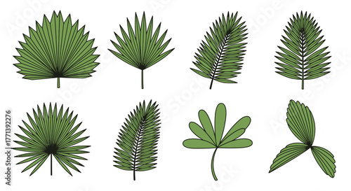 Botanical Set of Green Tropical Leaf Illustrations Hand Drawn Style