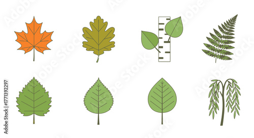 Diverse Foliage Collection: Maple Oak Birch Fern Linden Poplar Willow