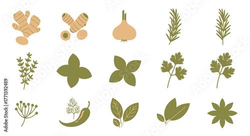 Assorted Culinary Herbs and Spices Botanical Illustration
