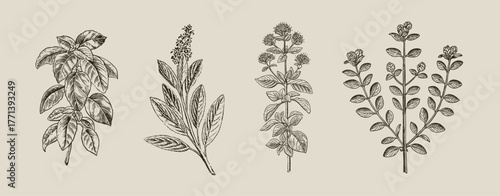 Mediterranean herbs vintage botanical engraving herbal composition illustration