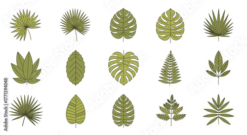 Collection of various tropical leaf illustrations on a white backdrop