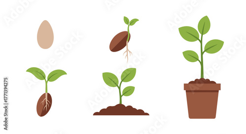 Growing Plant stages vector illustration of a plant life cycle