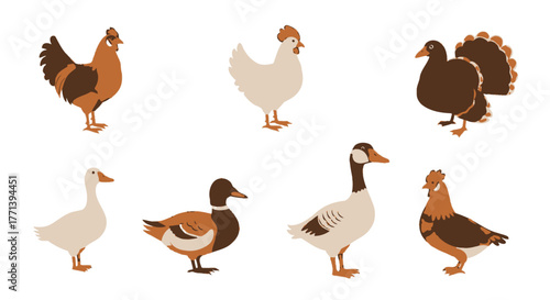 Farm Birds Illustration Collection featuring Poultry and Waterfowl Varieties
