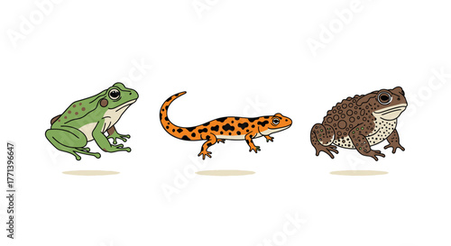 Diverse Amphibians Illustration Featuring Frog Toad and Orange Newt