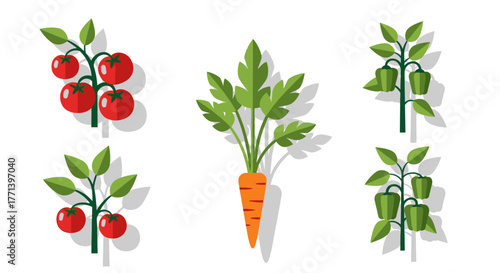 Iconic Vector Garden Vegetables: Tomatoes Carrots Peppers Illustration